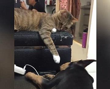 狠狠猫咪在线视频,狠狠猫咪在线视频精彩回顾