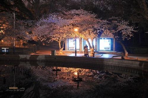 夜樱高清在线视频,沉浸式赏樱体验