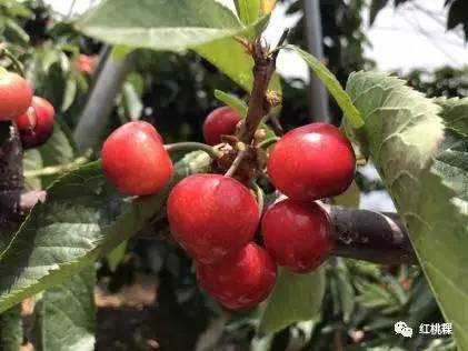 樱桃红桃在线视频