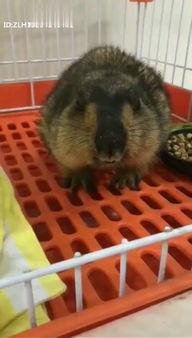 老鸭在线视频播放,畅享精彩视频，尽在指尖流转