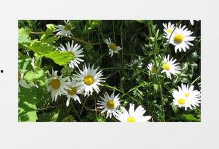 雏菊在线视频,青春校园的浪漫旋律